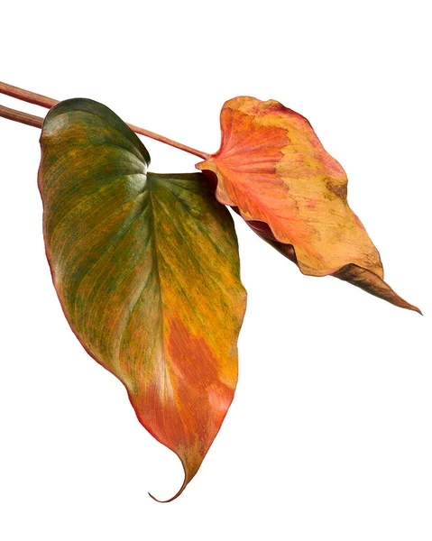 Homalomena Blätter Dunkelgrünes Laub Isoliert Auf Weißem Hintergrund Mit Schneideweg — Stockfoto