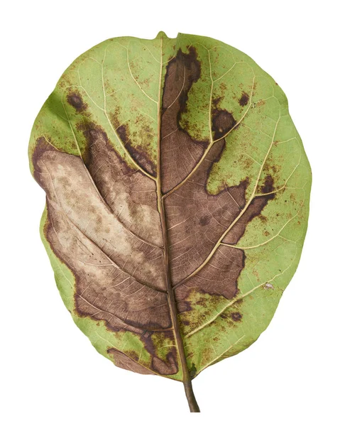 Sonnenbrand Auf Einem Fiddle Leaf Feigenblätter Feigenbäume Fiddle Leaf Feigenpflanze — Stockfoto