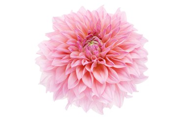 Yapraklı Dahlia çiçeği, beyaz arka planda izole edilmiş pembe yıldız çiçeği, kırpma yolu ile