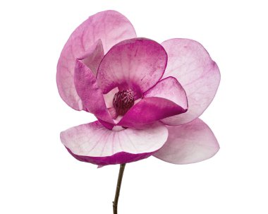 Mor manolya çiçeği, beyaz arka planda izole edilmiş Magnolia Felix, kırpma yolu ile              
