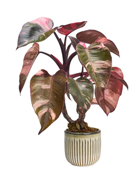 Philodendron Pink Princess Plant Philodendron Erubescens Leaves Isolated White Background — 图库照片