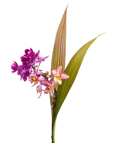 Orquídea Roxa Orquídea Terrestre Filipina Flores Tropicais Isoladas Sobre Fundo Fotos De Bancos De Imagens