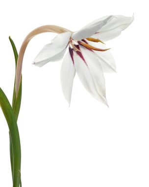 Gladiolus çiçekleri, beyaz arka planda soyutlanmış beyaz gladiolus çiçekleri, kırpma yolu                    