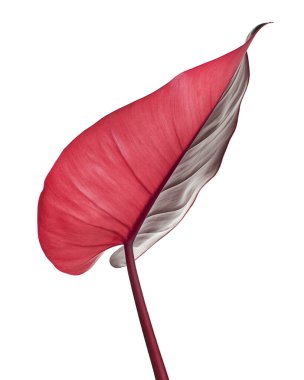 Philodendron Pembe Prenses bitkisi, Philodendron Erubescens yaprakları, beyaz arka planda izole, kırpma yolu ile   