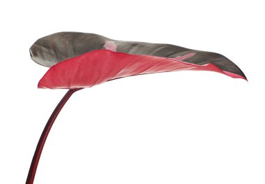 Philodendron Pembe Prenses bitkisi, Philodendron Erubescens yaprakları, beyaz arka planda izole, kırpma yolu ile   