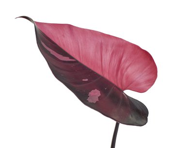 Philodendron Pembe Prenses bitkisi, Philodendron Erubescens yaprakları, beyaz arka planda izole, kırpma yolu ile   