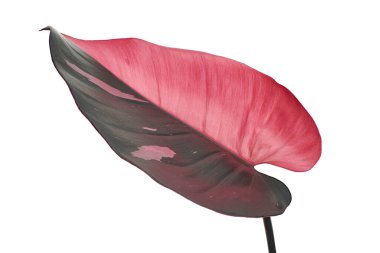 Philodendron Pembe Prenses bitkisi, Philodendron Erubescens yaprakları, beyaz arka planda izole, kırpma yolu ile   