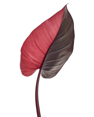 Philodendron Pembe Prenses bitkisi, Philodendron Erubescens yaprakları, beyaz arka planda izole, kırpma yolu ile   