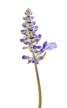 Ada çayı farinacea, mavi ada çayı, Mealy Kupası yapraklarla, kırpma yolu ile beyaz arka plan üzerinde izole çiçek açan adaçayı veya Mealy adaçayı çiçekleri