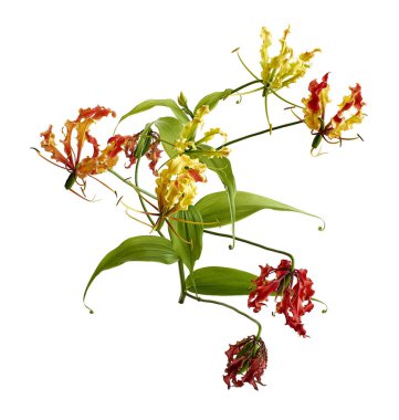 Alevli zambak, Ateş Zambağı, Gloriosa süper çiçeği beyaz arka planda izole edilmiş, kırpma yolu ile  