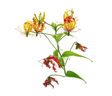 Alevli zambak, Ateş Zambağı, Gloriosa süper çiçeği beyaz arka planda izole edilmiş, kırpma yolu ile  