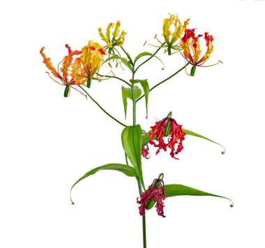 Alevli zambak, Ateş Zambağı, Gloriosa süper çiçeği beyaz arka planda izole edilmiş, kırpma yolu ile  