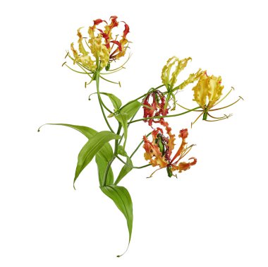 Alevli zambak, Ateş Zambağı, Gloriosa süper çiçeği beyaz arka planda izole edilmiş, kırpma yolu ile  