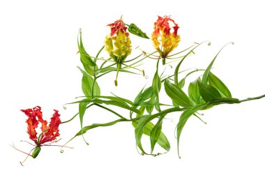 Alevli zambak, Ateş Zambağı, Gloriosa süper çiçeği beyaz arka planda izole edilmiş, kırpma yolu ile  