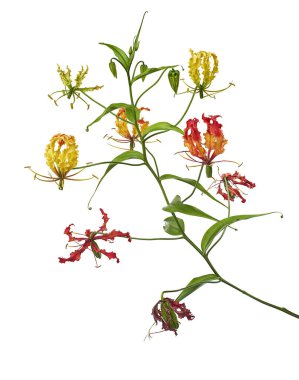 Alevli zambak, Ateş Zambağı, Gloriosa süper çiçeği beyaz arka planda izole edilmiş, kırpma yolu ile  