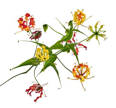 Alevli zambak, Ateş Zambağı, Gloriosa süper çiçeği beyaz arka planda izole edilmiş, kırpma yolu ile  