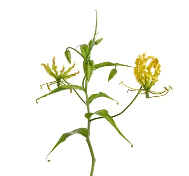 Alevli zambak, Ateş Zambağı, Gloriosa süper çiçeği beyaz arka planda izole edilmiş, kırpma yolu ile  