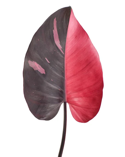 Philodendron Pink Princess Plant Philodendron Erubescens Leaves Isolated White Background — 스톡 사진