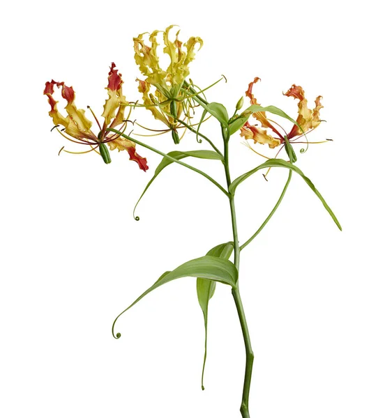 Flame lily, Fire lily, Gloriosa superba flower isolated on white background, with clipping path
