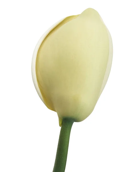 Monstera Deliciosa ดอกไม ดอกไม ของพ สสว แยกก นบนพ นหล ขาว — ภาพถ่ายสต็อก