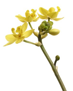 Sarı orkide, Filipin zemin orkidesi, beyaz arka planda izole tropik çiçekler, kırpma yolu ile                              