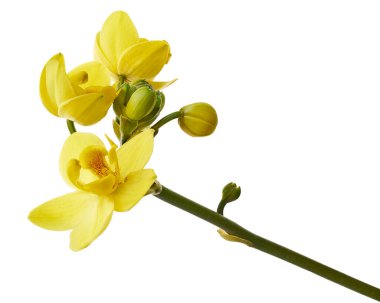 Sarı orkide, Filipin zemin orkidesi, beyaz arka planda izole tropik çiçekler, kırpma yolu ile