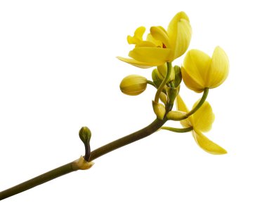 Sarı orkide, Filipin zemin orkidesi, beyaz arka planda izole tropik çiçekler, kırpma yolu ile                                