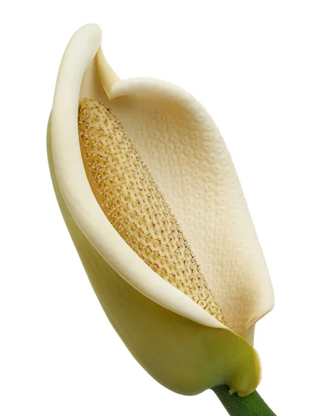 Monstera Deliciosa Λουλούδι Λουλούδι Του Ελβετικού Τυριού Φυτό Απομονωμένο Λευκό — Φωτογραφία Αρχείου