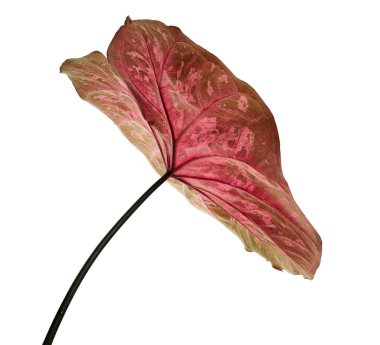 Caladium bicolor yaprağı ya da Yaprak Bitkileri Kraliçesi, beyaz arka planda izole edilmiş iki renkli yaprak, kırpma yolu   