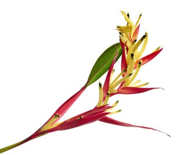 Heliconia psittacorum çiçekleri, beyaz arka planda izole tropikal çiçekler, kırpma yolu ile                                   