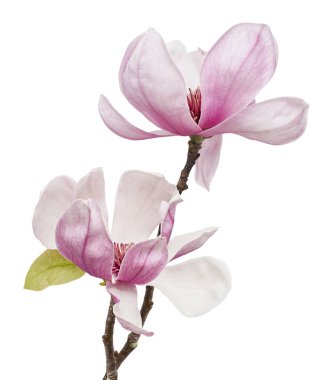Yapraklı Magnolia liiflora çiçeği, beyaz arka planda izole Lily manolya çiçeği, kırpma yolu ile                       