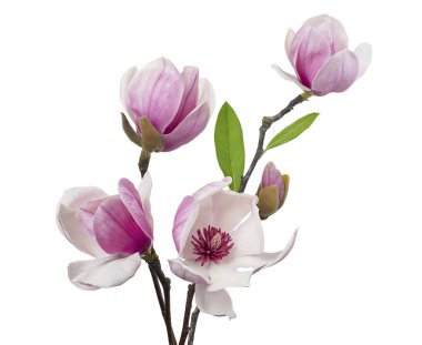 Yapraklı Magnolia liiflora çiçeği, beyaz arka planda izole Lily manolya çiçeği, kırpma yolu ile                       