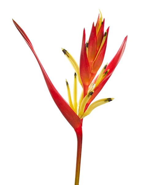 stock image Heliconia psittacorum flowers, Tropical flowers isolated on white background, with clipping path                                   