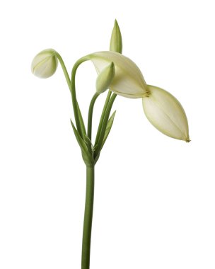 Crinum moorei çiçekleri, Natal Lily, Beyaz Lily beyaz arka planda izole edilmiş.                                  