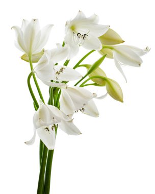 Crinum moorei çiçekleri, Natal Lily, Beyaz Lily beyaz arka planda izole edilmiş.                                  