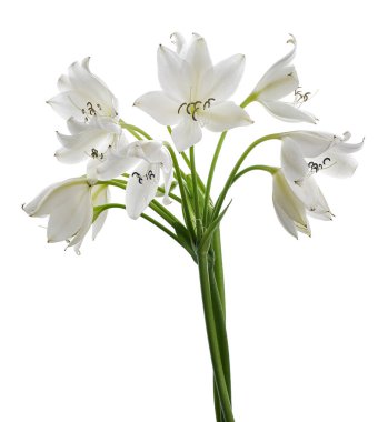 Crinum moorei çiçekleri, Natal Lily, Beyaz Lily beyaz arka planda izole edilmiş.                                  