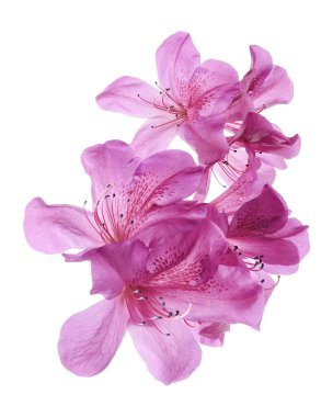 Yapraklı aczaleas çiçekleri, kırpma yolu ile beyaz arka planda izole pembe çiçekler