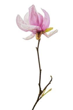 Yapraklı Magnolia liiflora çiçeği, beyaz arka planda izole Lily manolya çiçeği, kırpma yolu ile                        