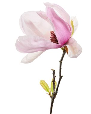 Yapraklı Magnolia liiflora çiçeği, beyaz arka planda izole Lily manolya çiçeği, kırpma yolu ile                        