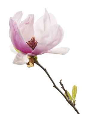 Yapraklı Magnolia liiflora çiçeği, beyaz arka planda izole Lily manolya çiçeği, kırpma yolu ile                        