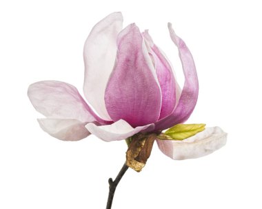 Yapraklı Magnolia liiflora çiçeği, beyaz arka planda izole Lily manolya çiçeği, kırpma yolu ile                        