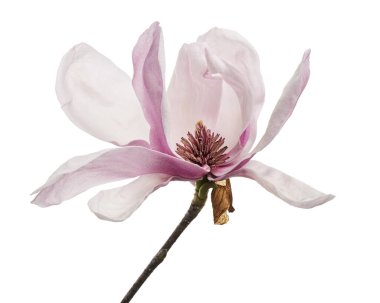 Yapraklı Magnolia liiflora çiçeği, beyaz arka planda izole Lily manolya çiçeği, kırpma yolu ile                        