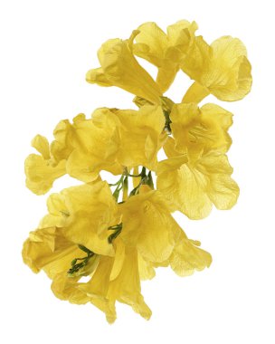 Sarı trompet çiçeği, Tecoma stans, sarı çiçekler kesme yolu ile beyaz arka planda izole                             