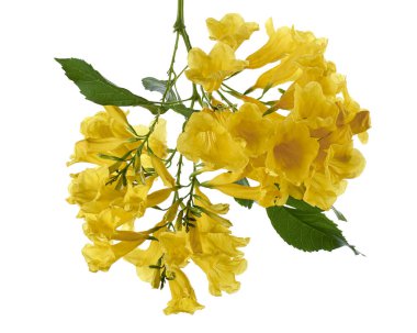 Sarı trompet çiçeği, Tecoma stans, sarı çiçekler kesme yolu ile beyaz arka planda izole                             