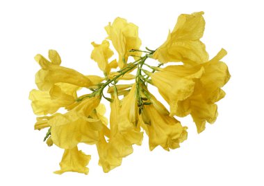 Sarı trompet çiçeği, Tecoma stans, sarı çiçekler kesme yolu ile beyaz arka planda izole                             