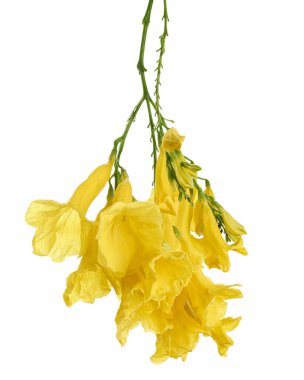 Sarı trompet çiçeği, Tecoma stans, sarı çiçekler kesme yolu ile beyaz arka planda izole                             