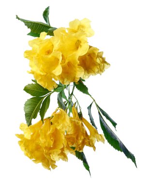 Sarı trompet çiçeği, Tecoma stans, sarı çiçekler kesme yolu ile beyaz arka planda izole                             