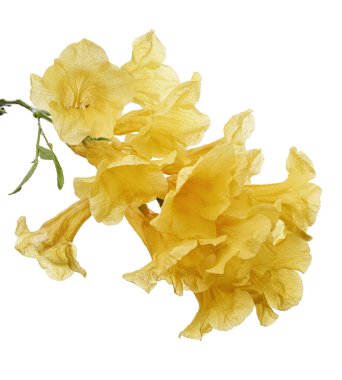 Sarı trompet çiçeği, Tecoma stans, sarı çiçekler kesme yolu ile beyaz arka planda izole                             