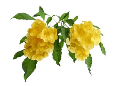 Sarı trompet çiçeği, Tecoma stans, sarı çiçekler kesme yolu ile beyaz arka planda izole                             