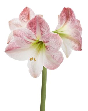 Hippeastrum veya Amaryllis çiçekleri, Pembe amaryllis çiçekler beyaz arka plan izole, kırpma yolu ile 